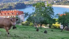 Varios jabal�es junto a una vaca en un prado de Pontedeume, a pleno d�a, en 2022