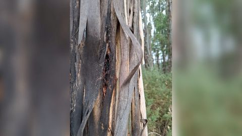 La aparici�n del hongo Botryospaheria, presente en los �ltimos tiempos en montes de Lugo y de A Coru�a, no solo causa inquietud en propietarios, sino que presenta el problema de que incluso es poco conocido para investigadores
