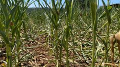 Imagen de un campo de ma�z aplastado supuestamente por jabal�es