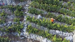 Los viticultores elegir�n seis de los doce vocales en las pr�ximas elecciones