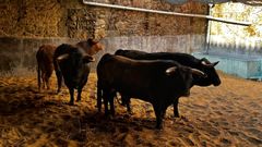 Los toros de Alcurrn que sern lidiados este sbado llegaron ayer a la plaza de San Roque
