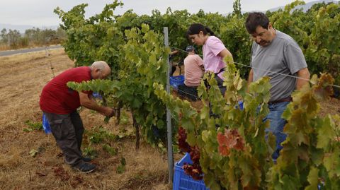 La bodega Couto Mixto abrió la vendimia en la D.O. Monterrei.