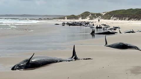 M�s de 150 ballenas aparecen varadas en una playa de Tasmania