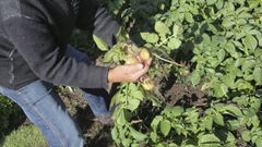 Un vecino muestra unas patatas en Cabanas, en una imagen de archivo