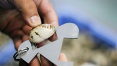 Calibre para marisco en A Illa