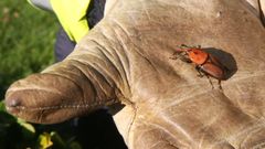 En la fotograf�a, una imagen del picudo rojo. 