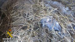 Denuncian un caso de maltrato animal en O Rosal