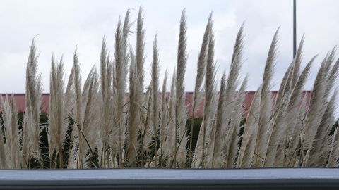 PLUMACHOS EN EL APARCAMIENTO DE LA MAESTRANZA ZONA VALLADA