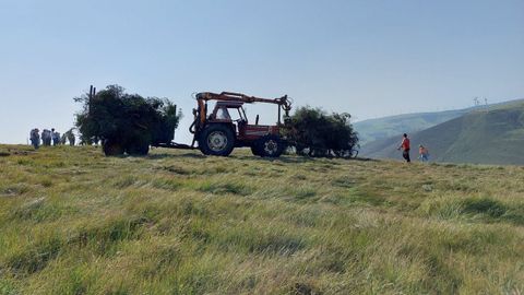 Retirada de pinos en una zona de turberas en la parroquia de A Balsa (Muras).