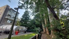 Eucaliptos del parque lineal de Río Cádavo, en Fene