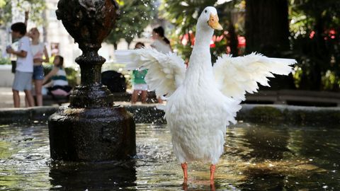 Jornada de calor extremo en Galicia
