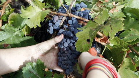 Racimo de mencía en una vendimia en Soutochao, zona de viñedo próxima a Doade