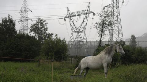 Un caballo junto a las Torretas de alta tensi�n de la central de ciclo combinado de Soto de Ribera