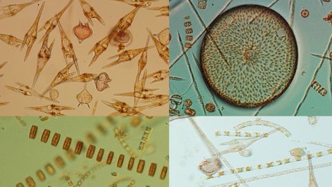 Cuatro especies de fitoplancton en la r�a de Vigo.