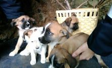 Cuatro perros encontraron hogar en pocas horas. 