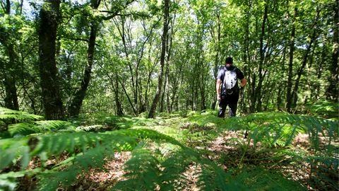 Imagen de la devesa de Nugalls, en Antas de Ulla, donde se encuentra el centro geogrfico de Galicia