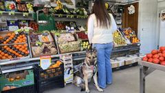 Imagen difundida por la ONCE de un perro gu�a en una fruter�a