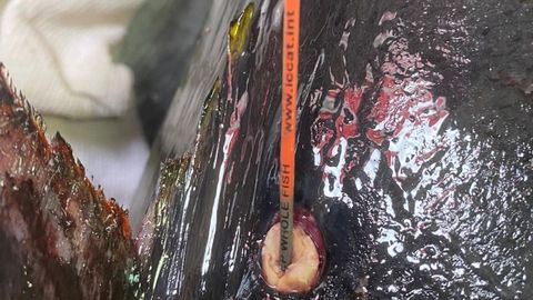La tripulaci�n del Escualo Cuatro detect� la etiqueta roja anclada en la base de la segunda aleta dorsal con la que el at�n patudo fue marcado en agosto del 2016.
