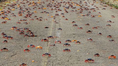 Cangrejos rojos caminan desde los bosques al mar para desovar en playa Gir�n (Cuba)