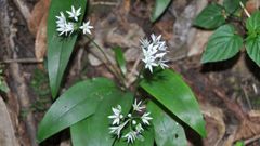 Una de las especies identificadas