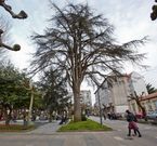 Vista del cipr�s ayer por la tarde, uno de los ejemplares emblem�tico del jard�n. 