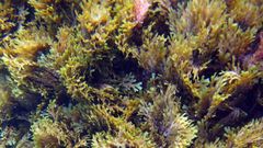 alga tarifa