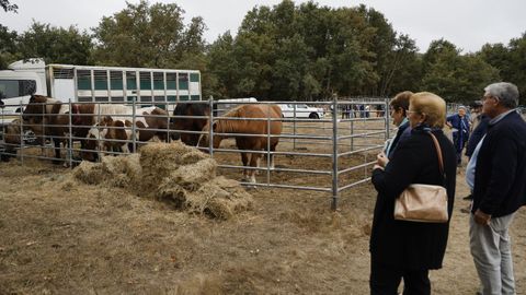 Feria Crianza Trevinca en A Veiga.