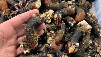 El percebe de Agui�o alcanza otro r�cord