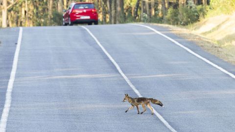 Un raposo, cruzando a estrada no concello de Ponteceso.