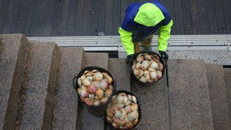 En una imagen de archivo, descarga de vieira en el muelle de Tragove.