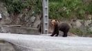 Imagen de archivo de un oso pardo en Cangas del Narcea