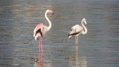 Qu hacen dos flamencos en la ra de O Burgo?