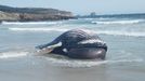 En la imagen, el ejemplar juvenil de ballena jorobada que var en la playa de Santa Comba, en el extremo que colinda con el campo de Marmadeiro