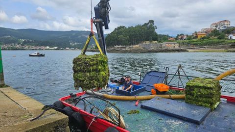 Desembarco de pacas de algas tras limpiar los bancos marisqueros en la ría de Pontevedra