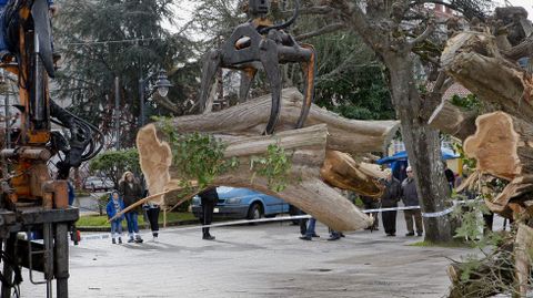 Retirada del ciprés caído en Carballo