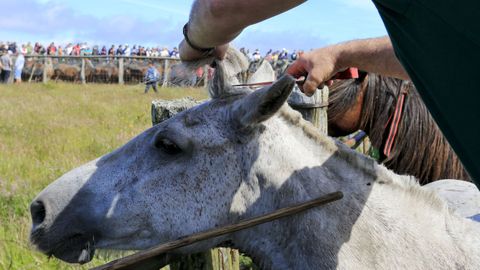 La rapa consiste en cortar las crines de los caballos y se realiza en los curros.