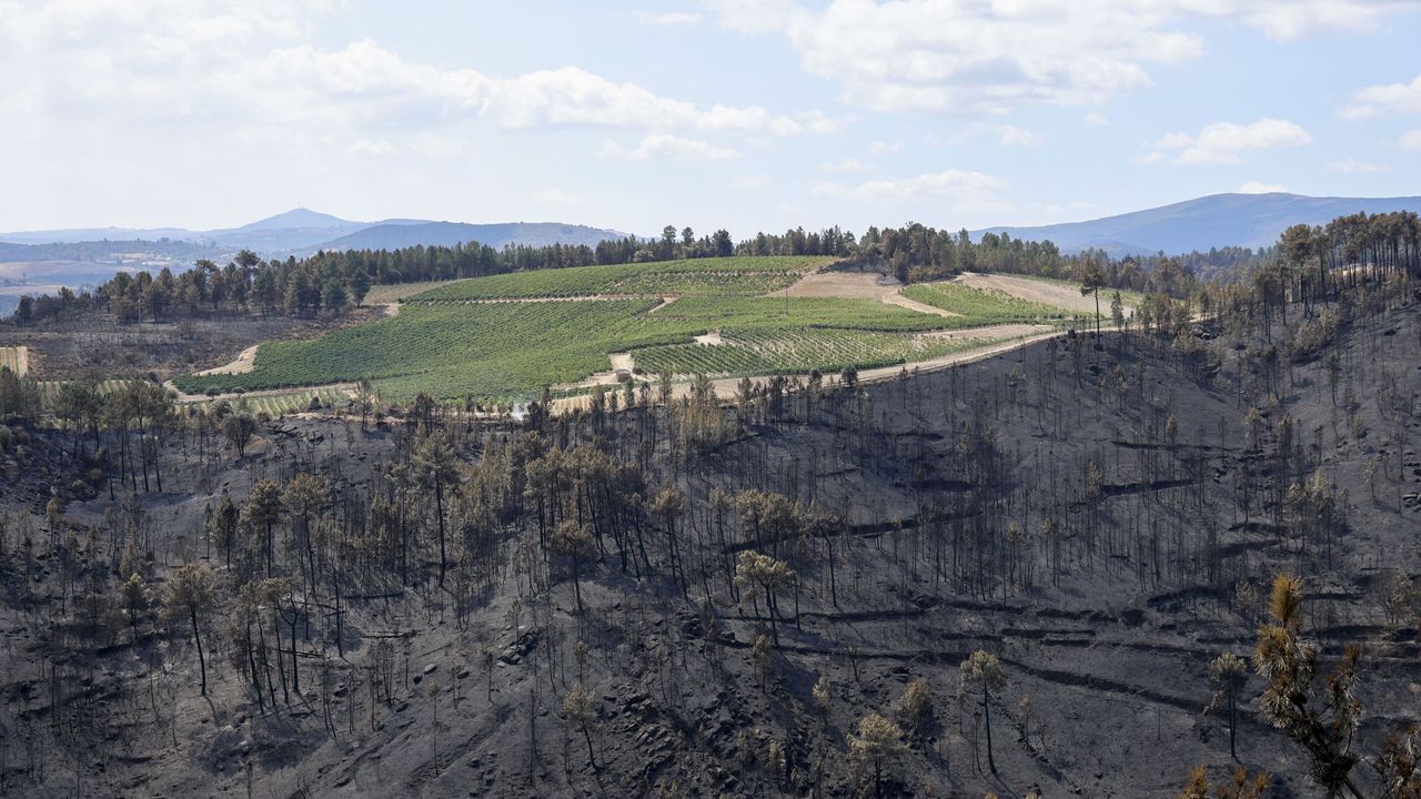 Los incendios castigan más al matorral y monte raso
