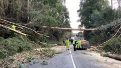 Trabajos para retirar �rboles en carretera cortada en A Pobra