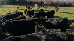 Vacas de la raza Angus en la granja de Mart�n Rego, en Gra�as do Sor, en Ma��n