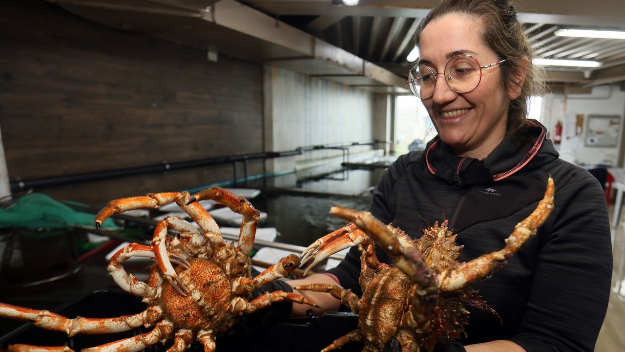 Centollos, percebes y nécoras serán los grandes protagonistas de las cenas de Nochevieja