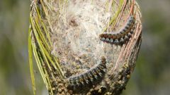 La oruga procesionaria