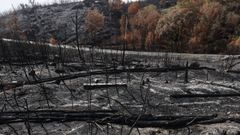 Las comunidades de montes quieren tener voz en la reforestacin