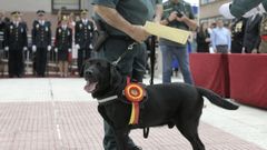 Budy, un perro antidroga de la Guardia Civil fue condecorado en A Coru�a.