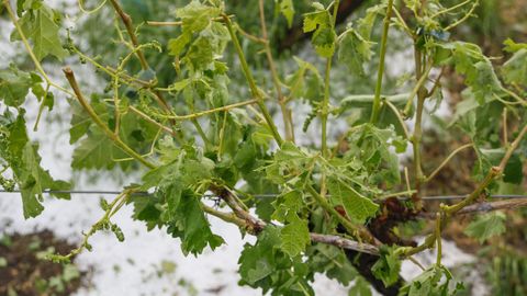 As� qued� el vi�edo tras la granizada que cay� en Castrelo de Mi�o