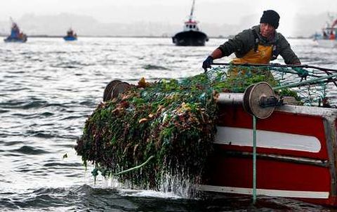 Casi medio centenar de embarcaciones iniciaron ayer la campaa de la vieira.