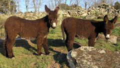 Las propiedades de la leche de burra son variadas