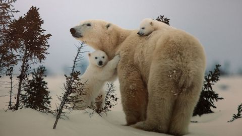 La selecci�n de im�genes se realiz� sobre una enorme base documental de la editorial. 