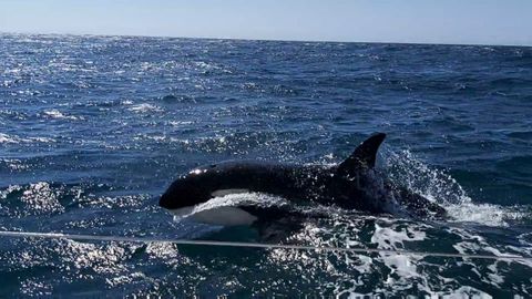 Orcas avistadas en la ra de Arousa, en una imagen de archivo