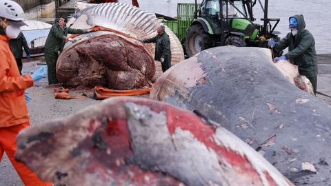 Despiezan la ballena varada en Oza desde el s&aacute;bado para proceder a su retirada