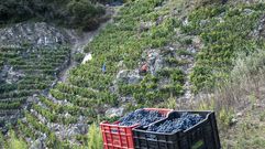 Vendimia, este fin de semana, en el lugar de O Santo en la ribera del Sil en Lobios
